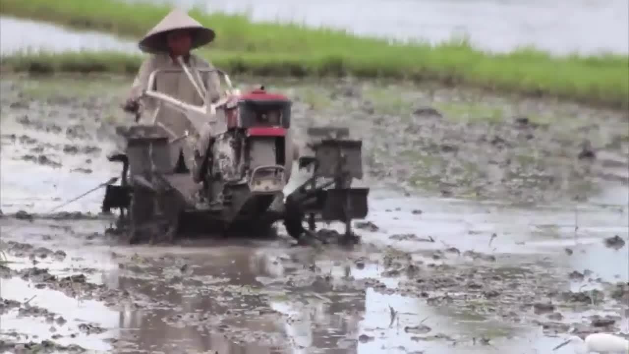 How Does Rice Grow? | Maddie Moate