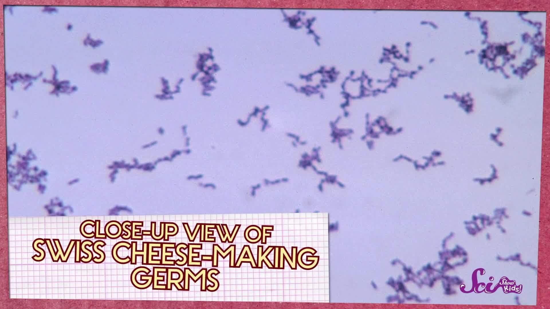 Why Does Some Cheese Have Holes?