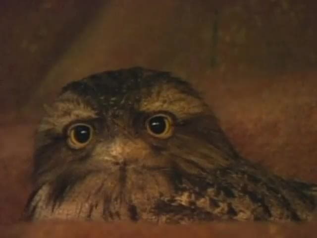 Animals, Birds & Fish: At the zoo, Part 1