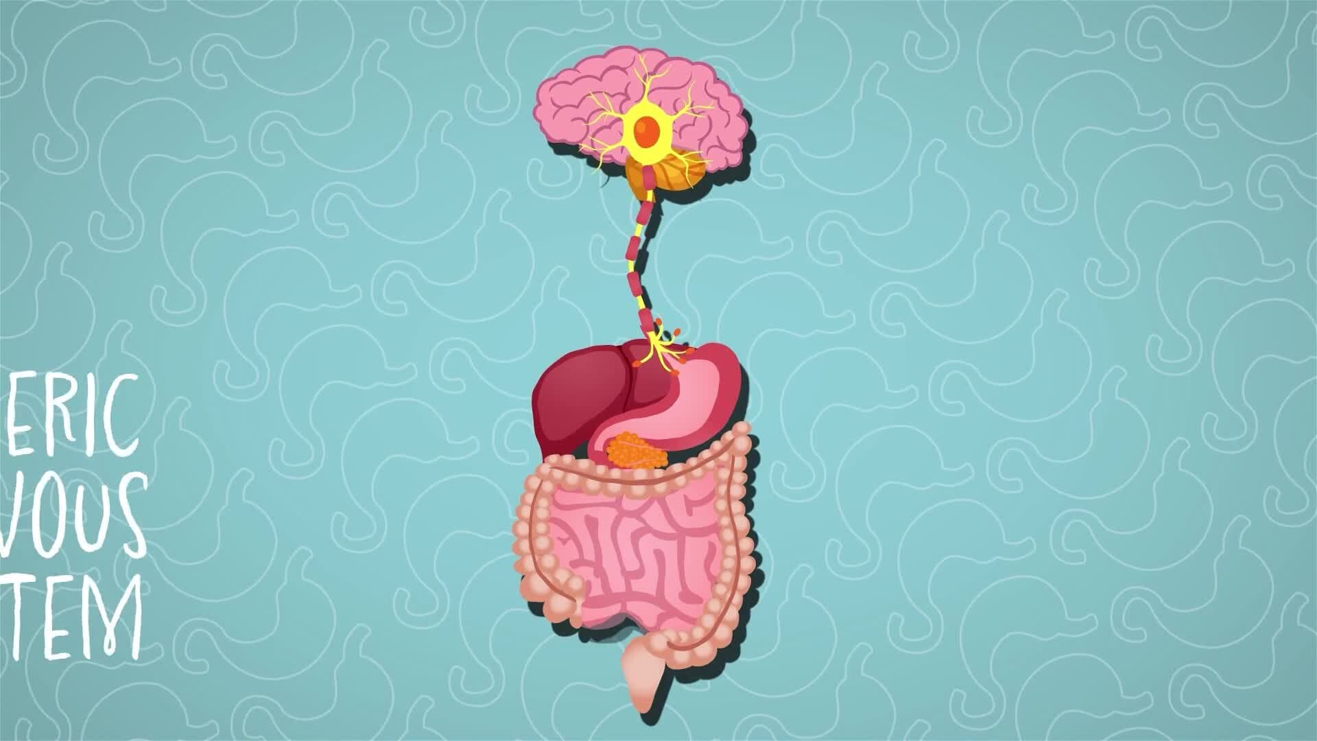 I WONDER - How Do You Know When Your Stomach Is Full?