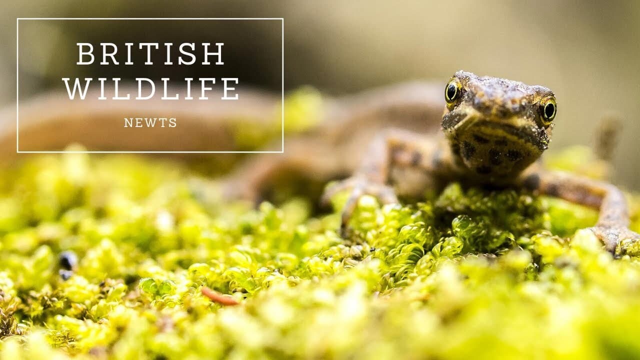 British Wildlife: Newts