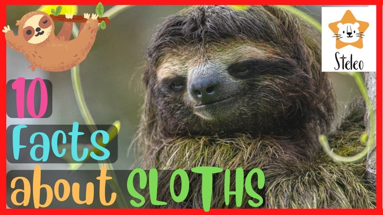 10 Interesting Facts About Sloths
