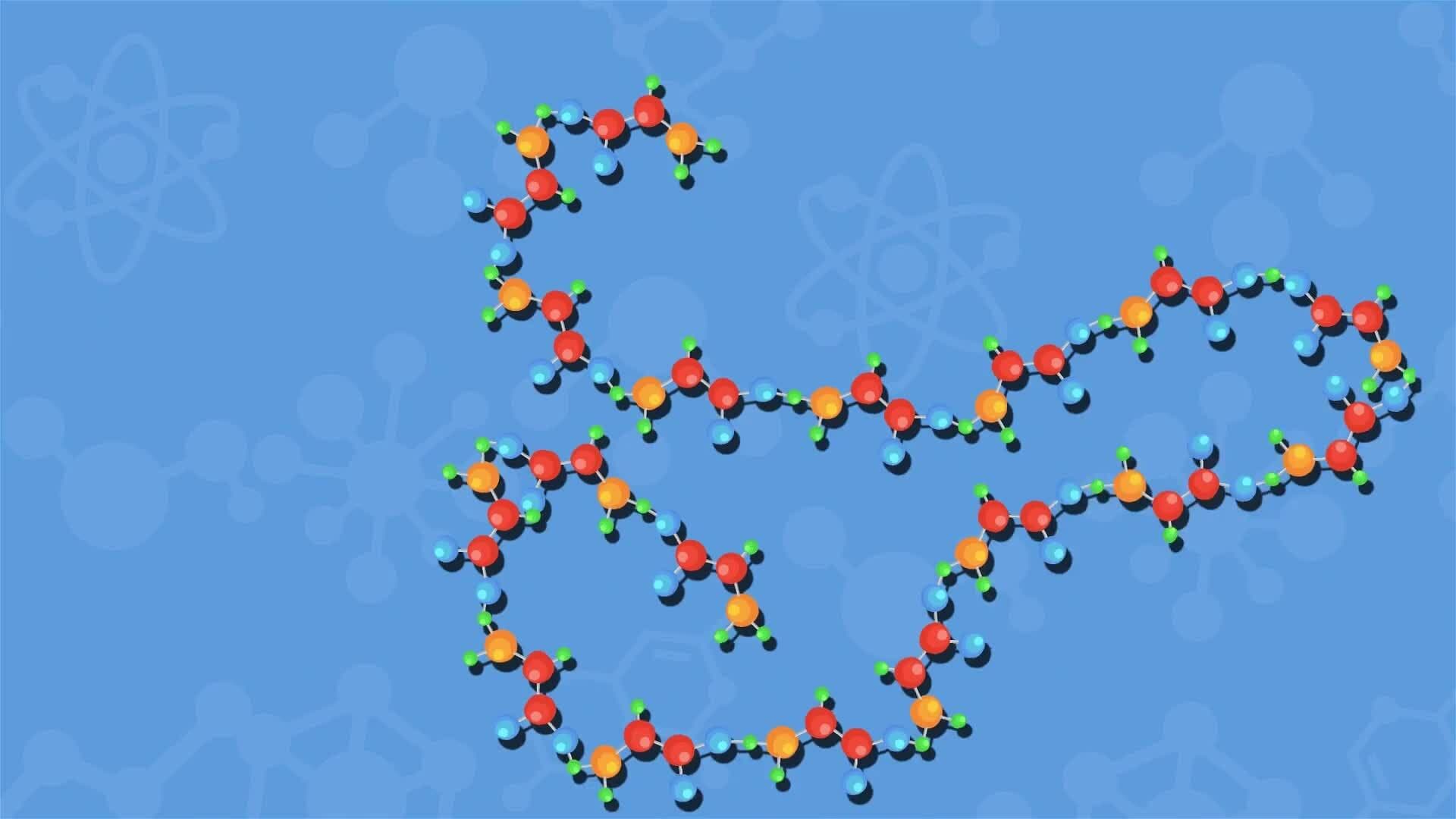 I WONDER - What Are Amino Acids?