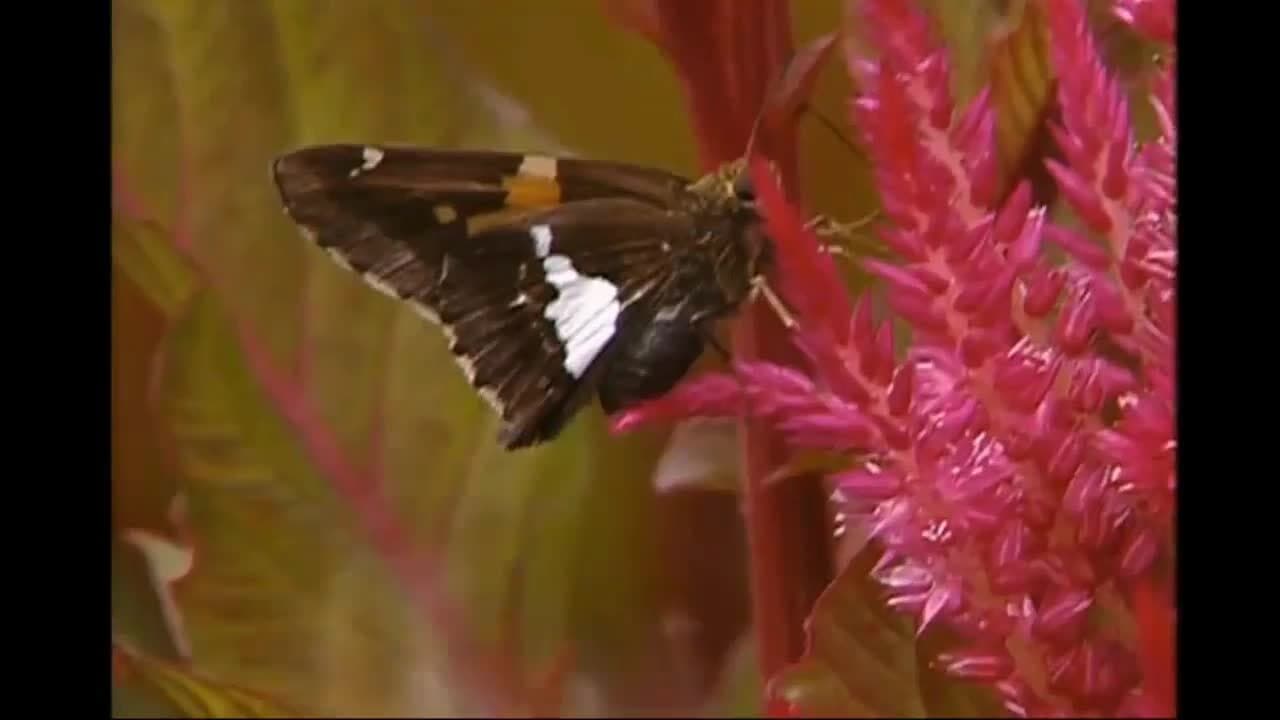 Geometry and Measurement: The visual patterns