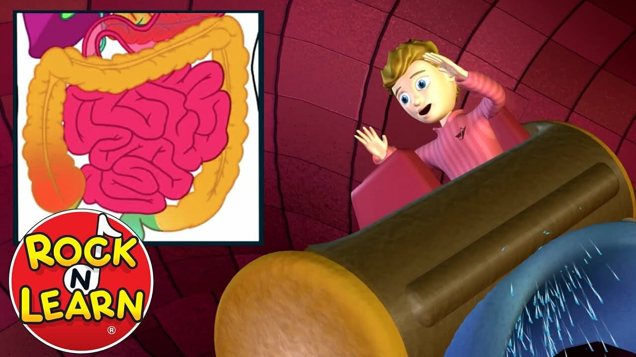 Digestive System Explained for Kids