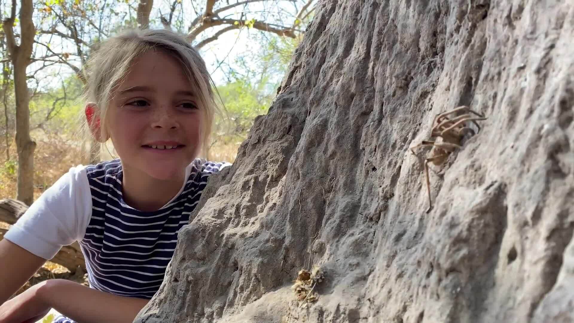 On Safari With Nala - Baboon Spider