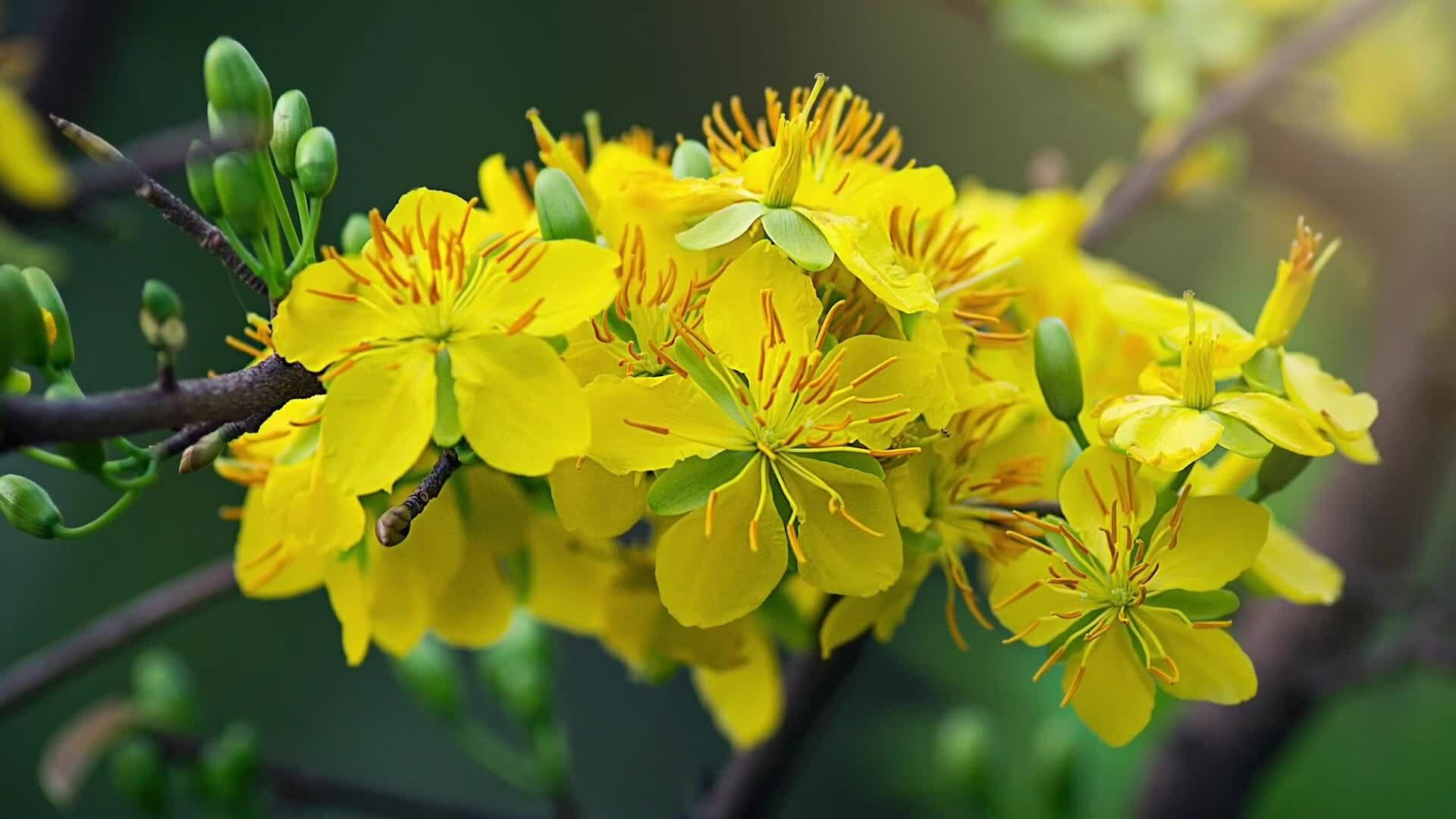 Asian New Year Celebrations: Customs and Traditions Across Cultures