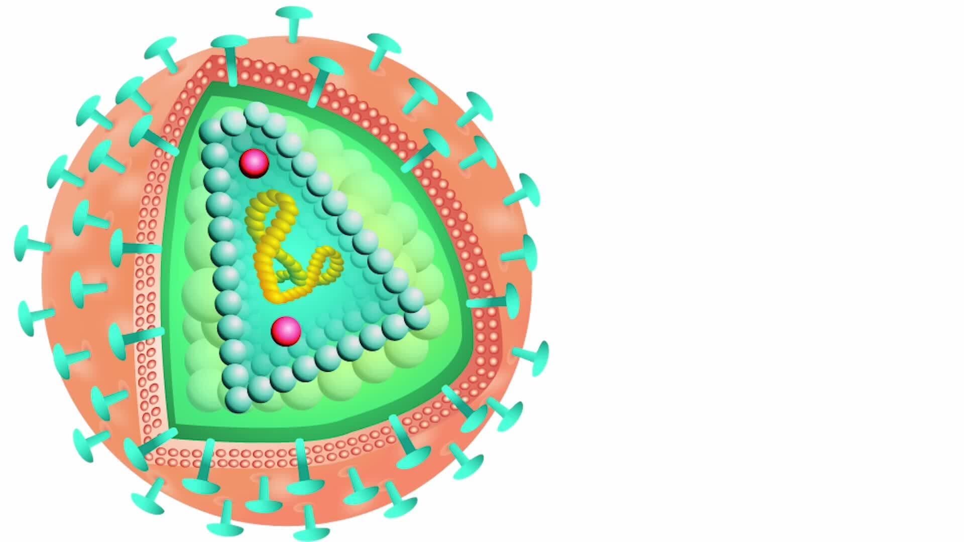 The Invisible Invaders: Understanding Viruses