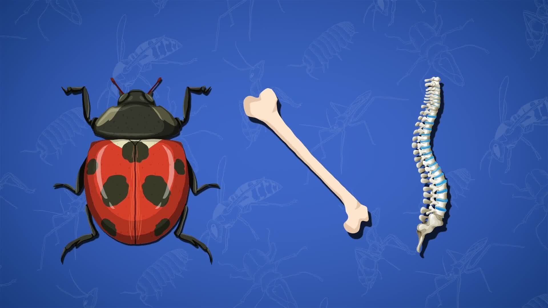 I WONDER - Why Are Spiders Not Insects?