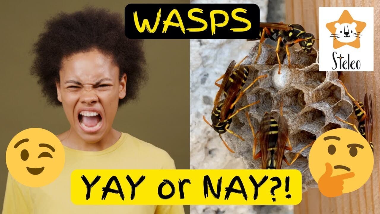 15 Facts About Wasps