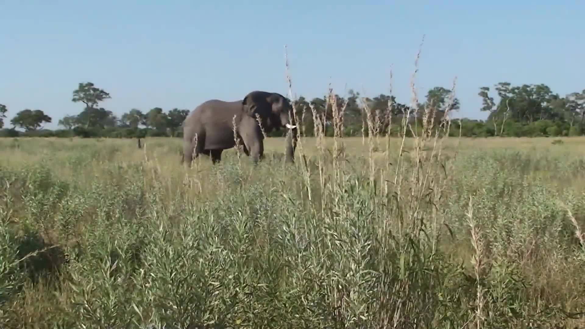 Introduction to Elephants in Spanish