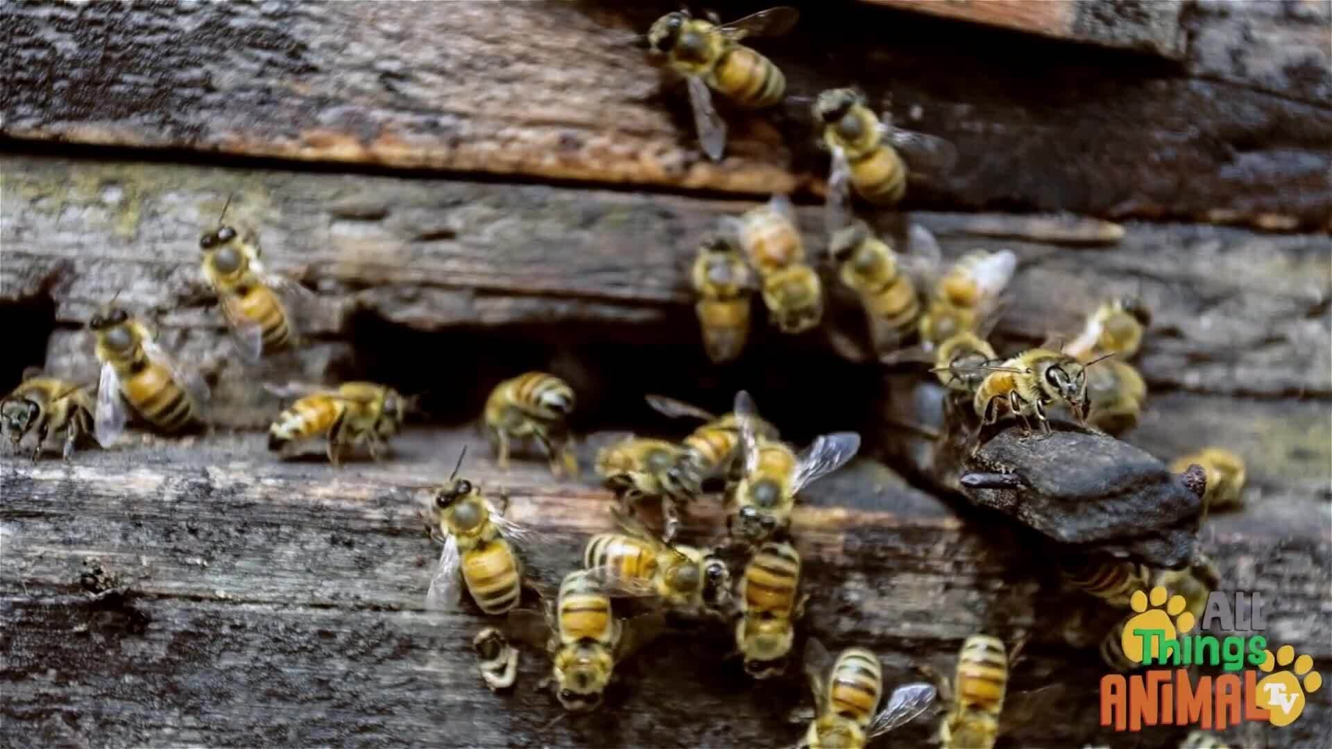Buzzing Bees: The Important Role of Bees in Our Ecosystem