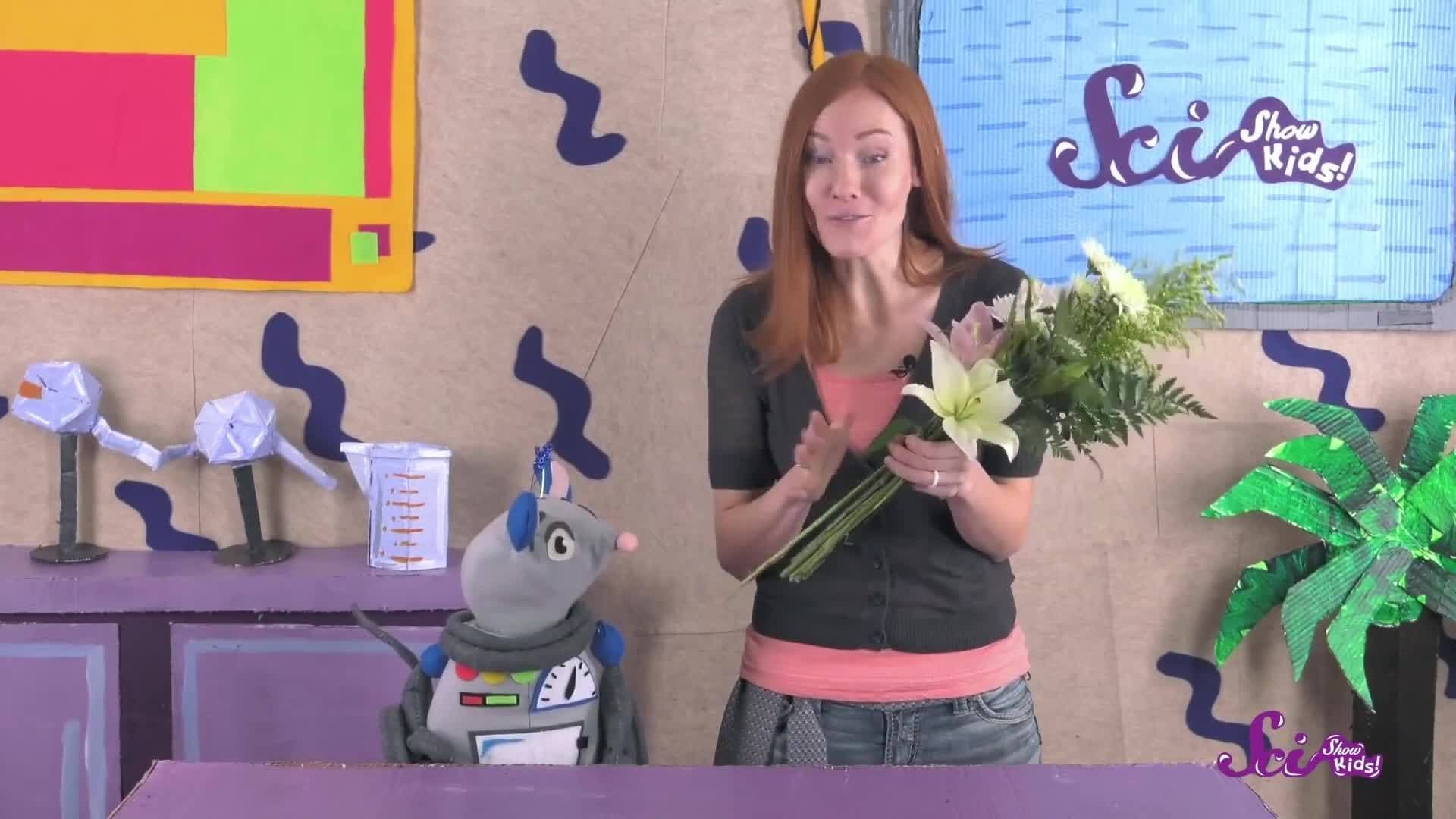 Look Inside a Flower! Science Project for Kids