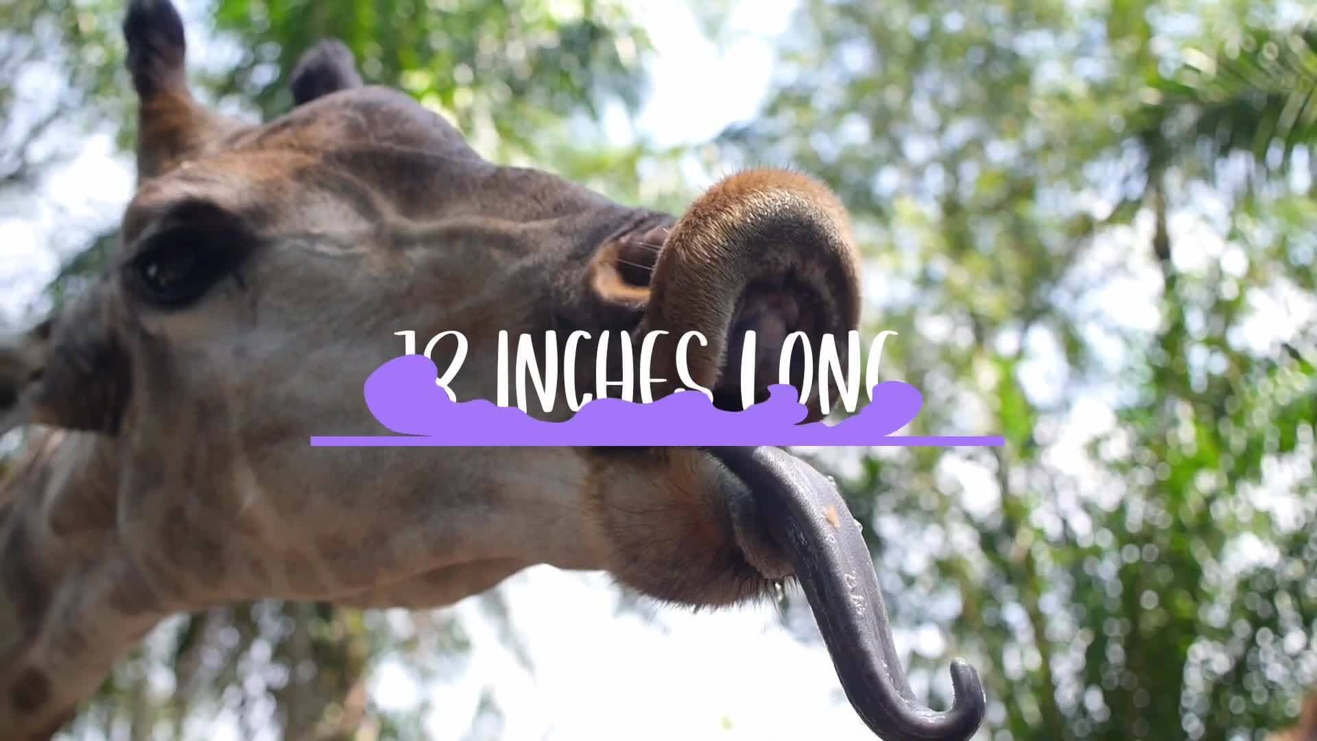 Giraffes: The Gentle Giants of the Savannah"