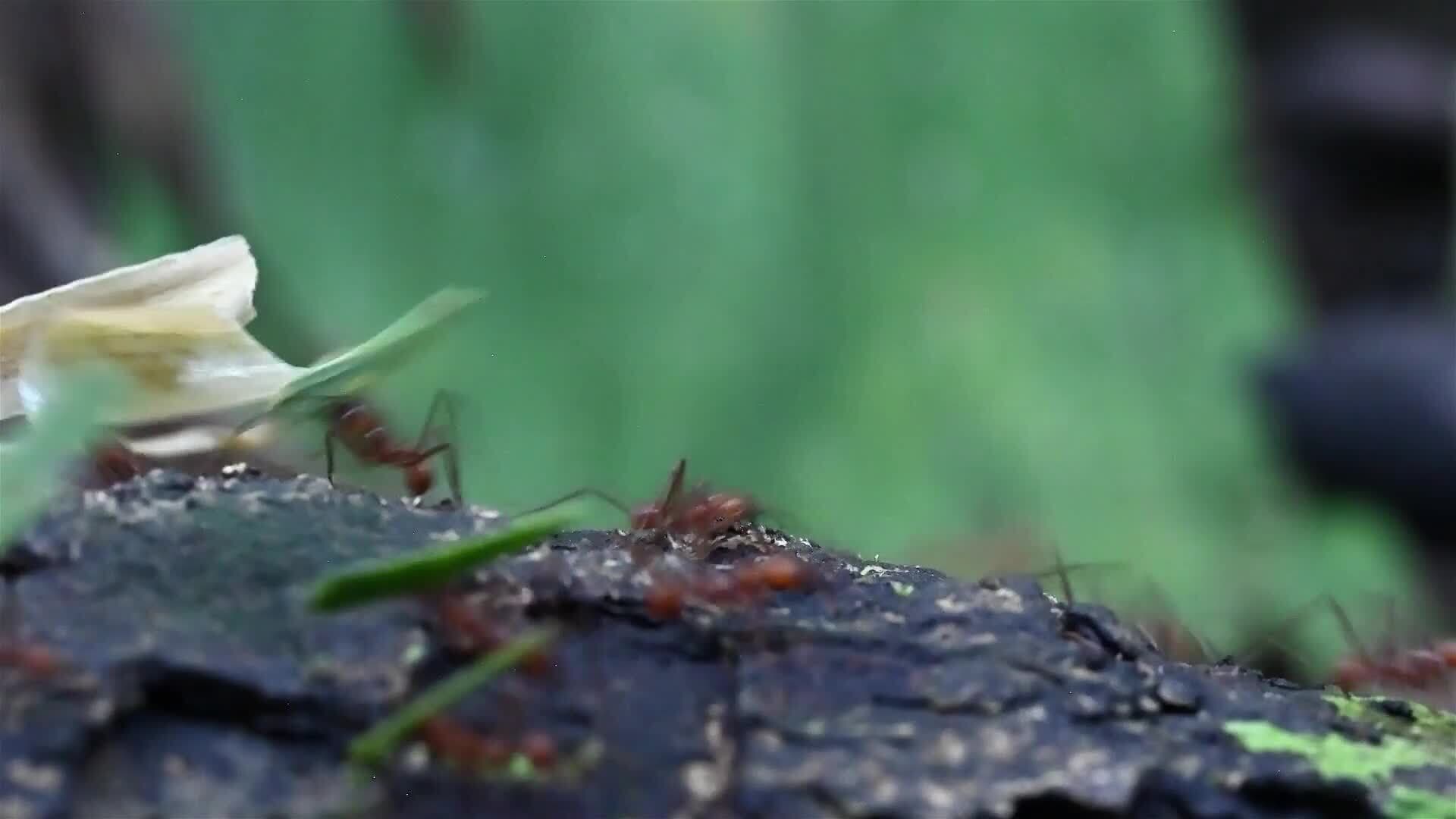 I WONDER - What Are Leafcutter Ants?