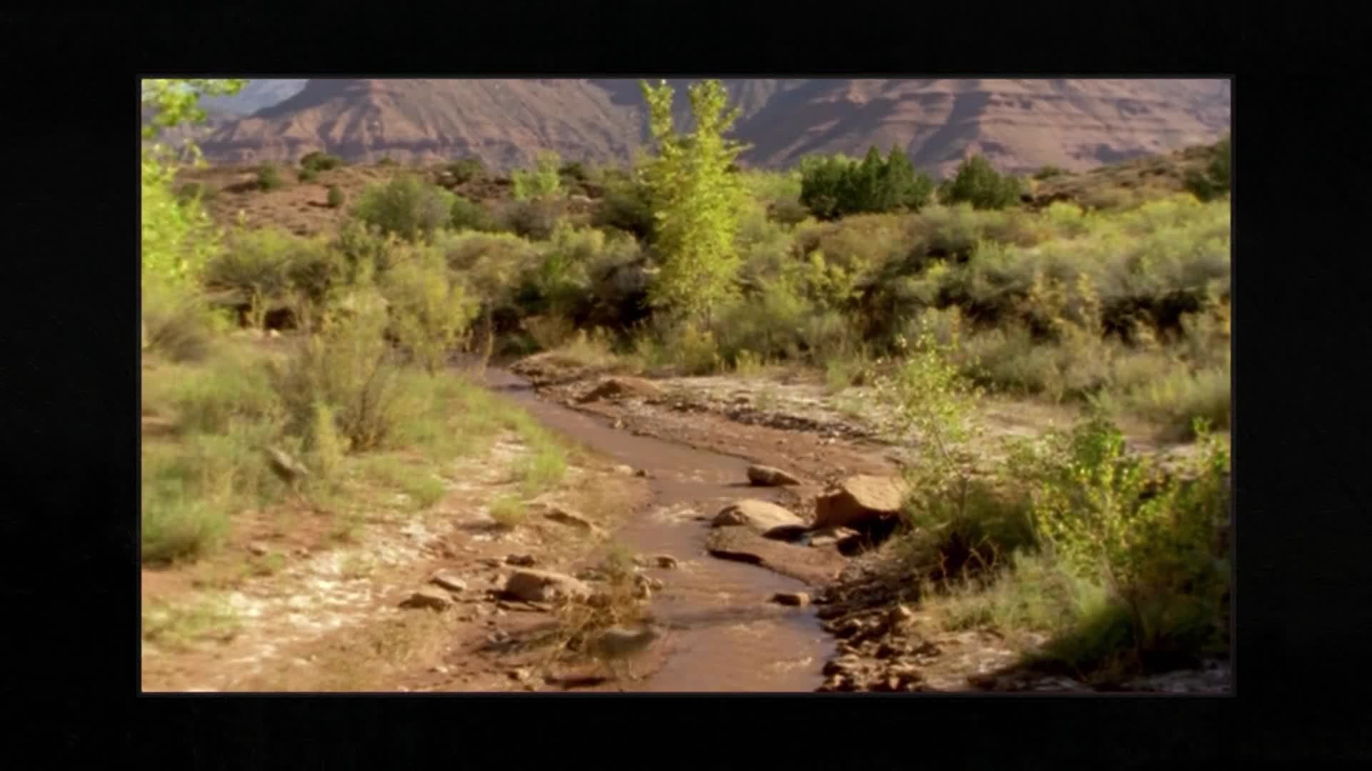 Owl's Fascinating Facts: Squirting Blood