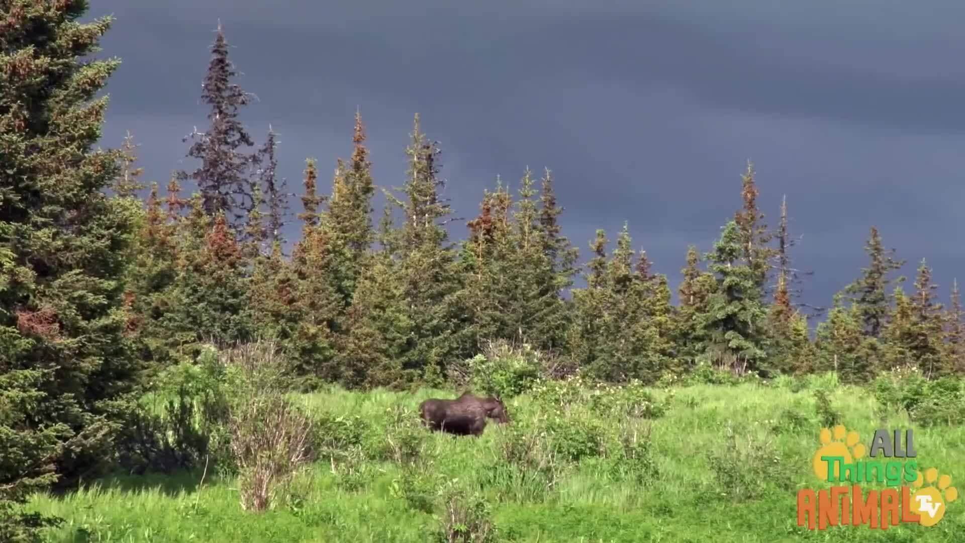 Magnificent Moose: The Giants of the Deer Family