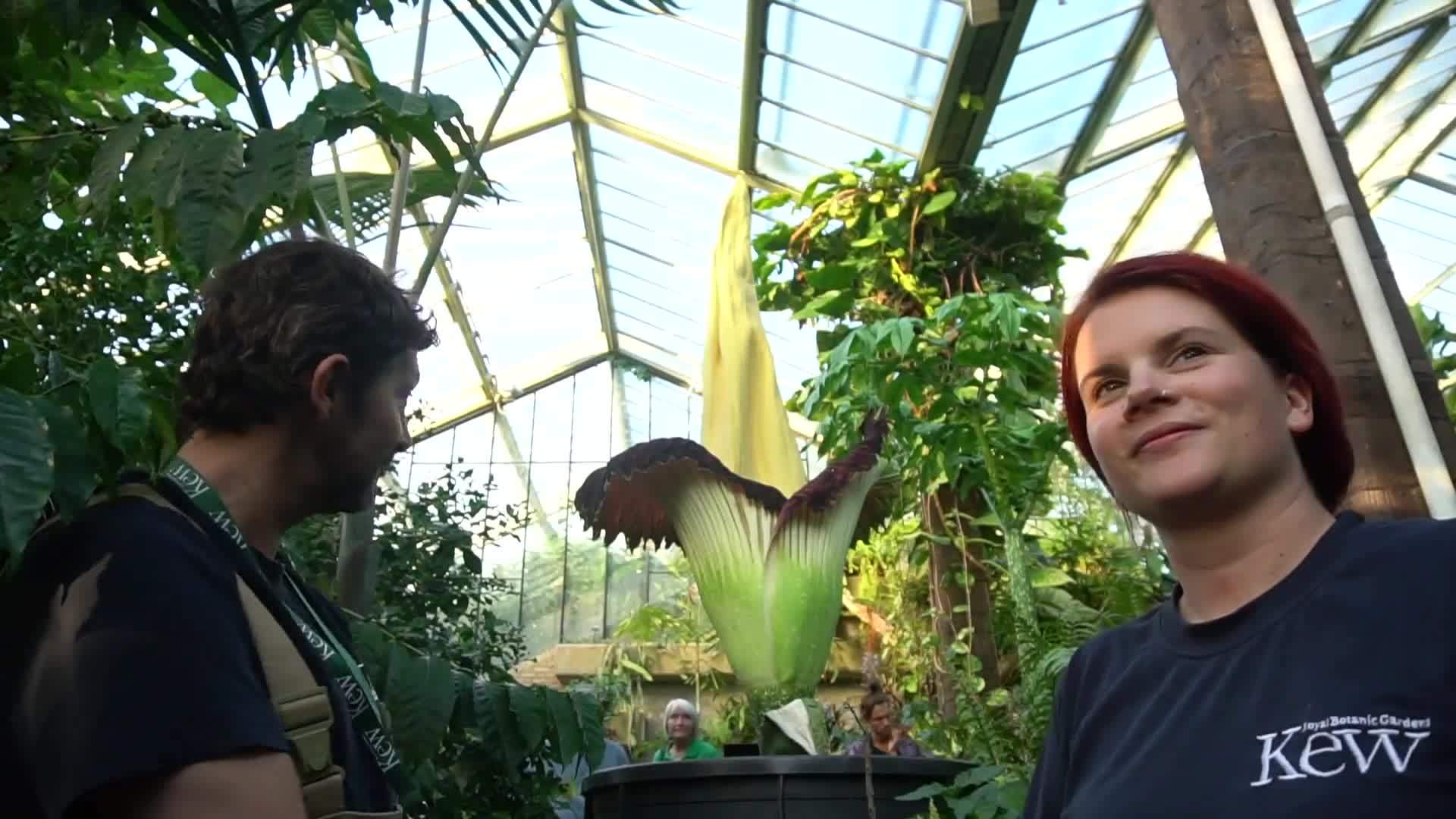 The Titan Arum: A Fascinating and Smelly Giant
