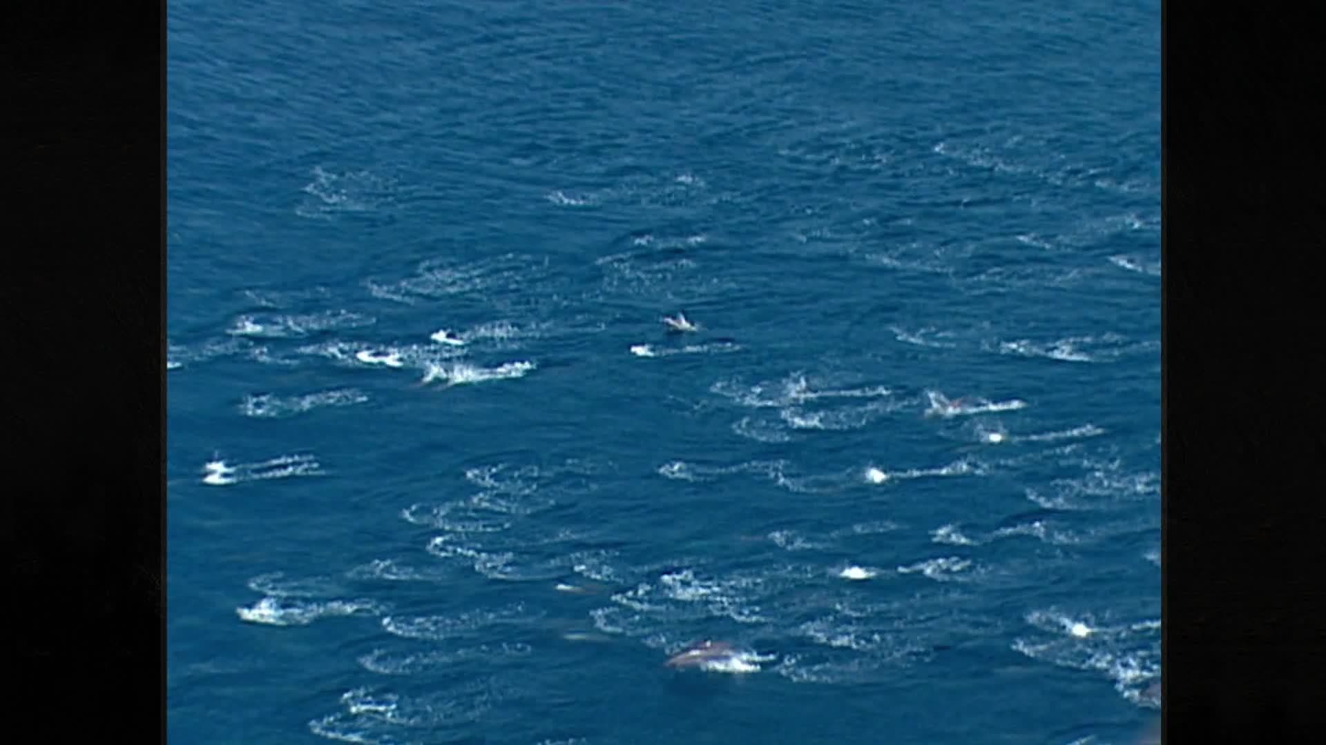 Owl's Fascinating Facts: Spinner Dolphins