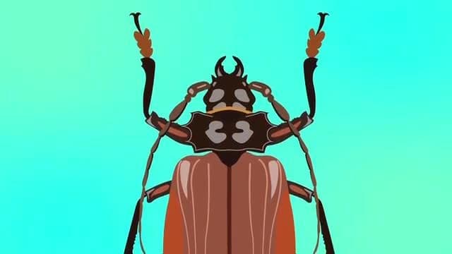 Insects Around the World