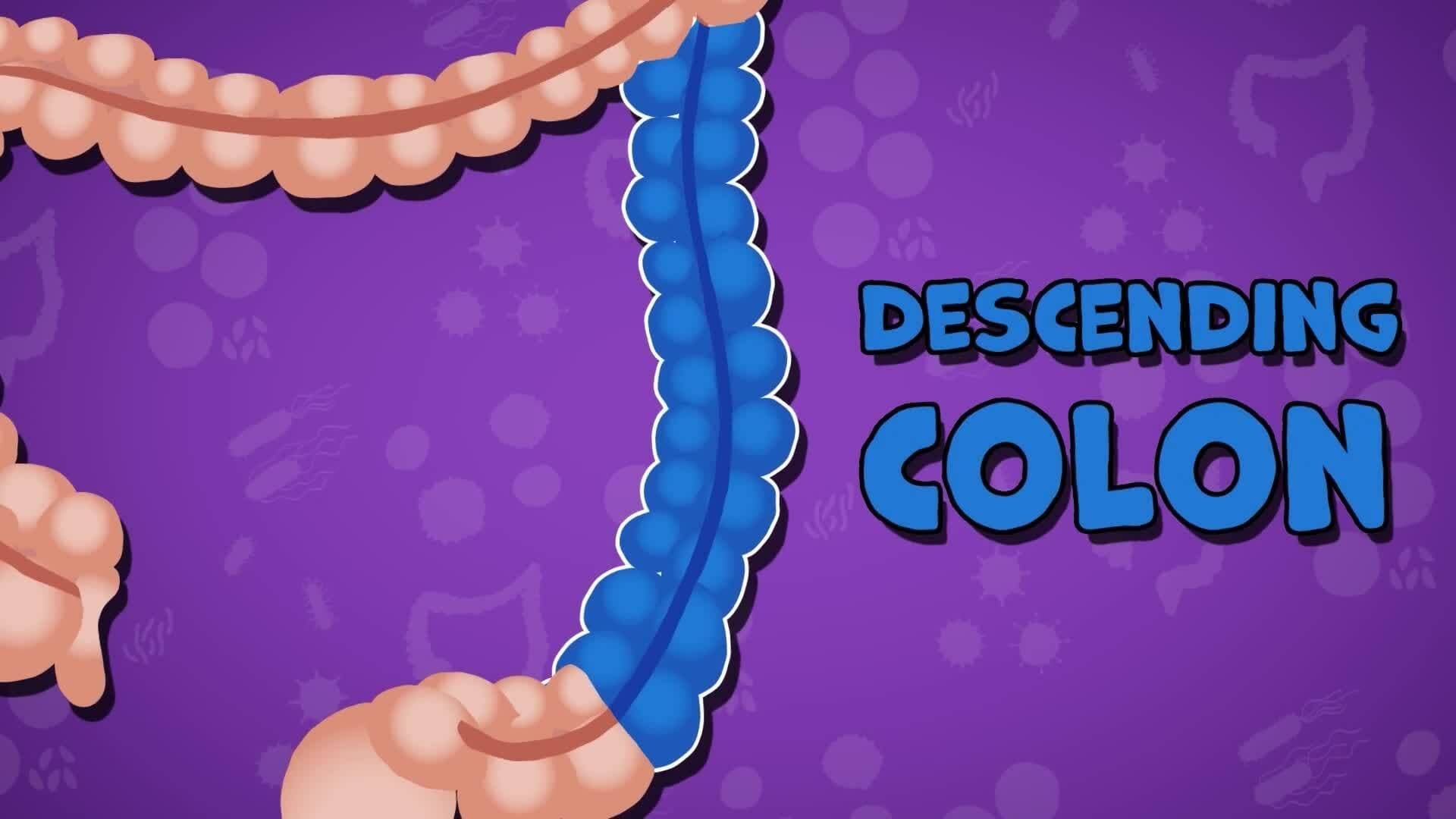 High Five Facts - Colon