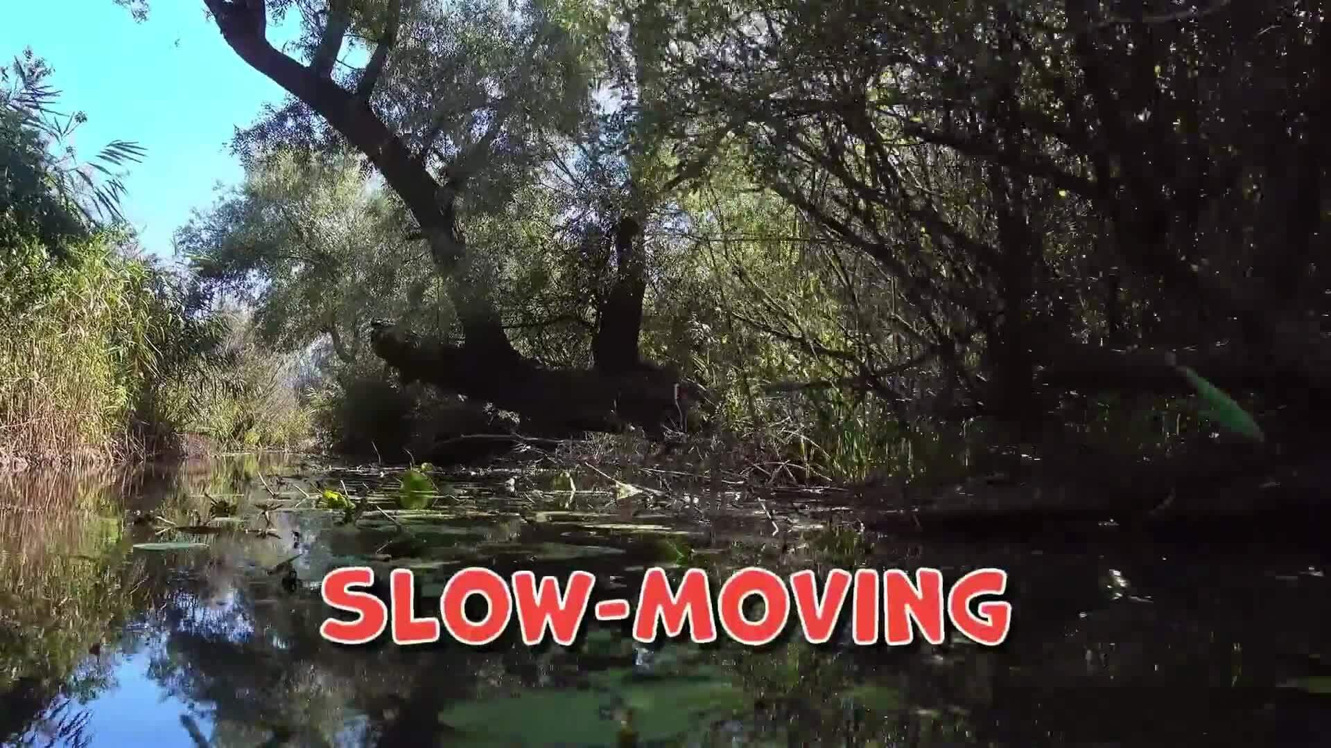 I WONDER - What Is Swamp?