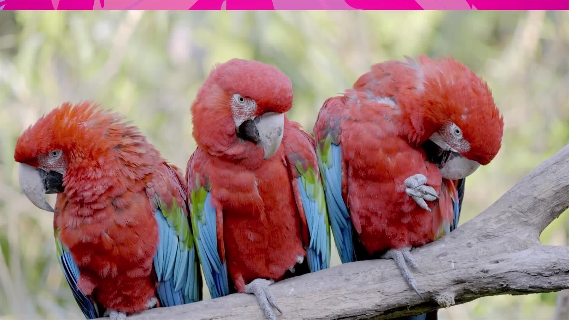 I WONDER - What Is A Parrot?