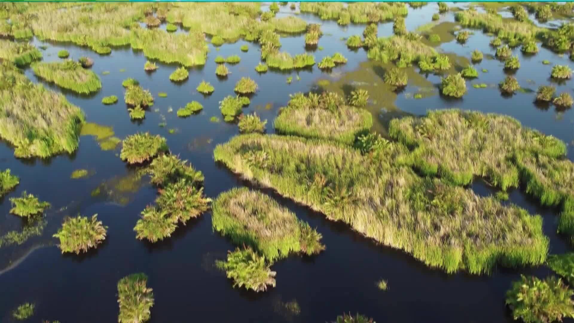 I WONDER - What Is A Marsh?