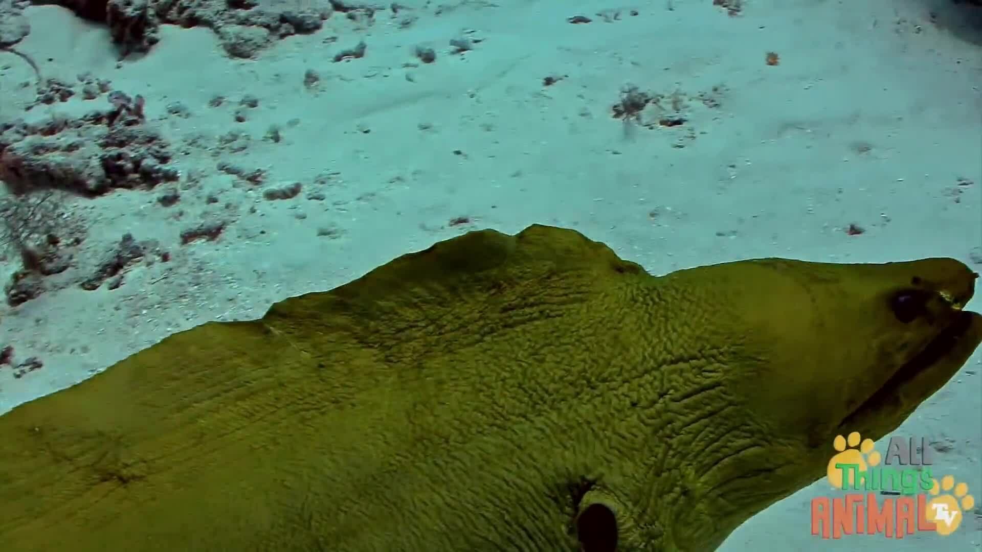 Exploring the World of Eels: From Slippery Swimmers to Long-Lived Residents