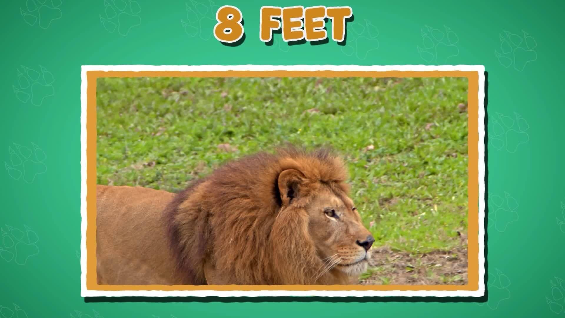 High Five Facts - Largest Cats