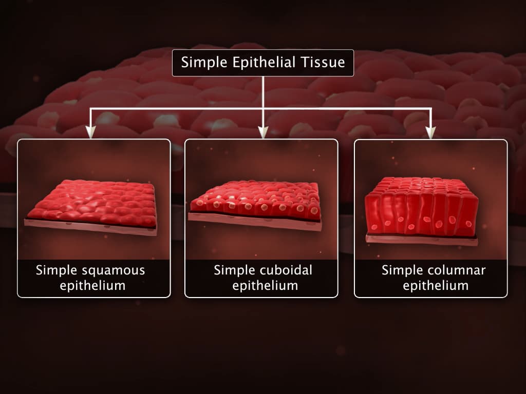 Epithelial Tissues