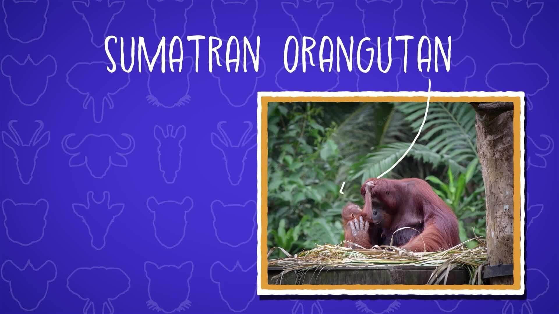I WONDER - What Is A Sumatran Orangutan?