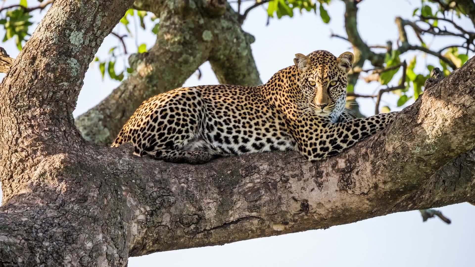 Introducing the Magnificent Big Cats