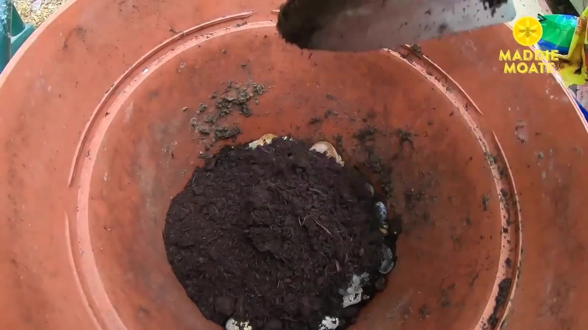 How to make a Bee Cafe! | Maddie Moate