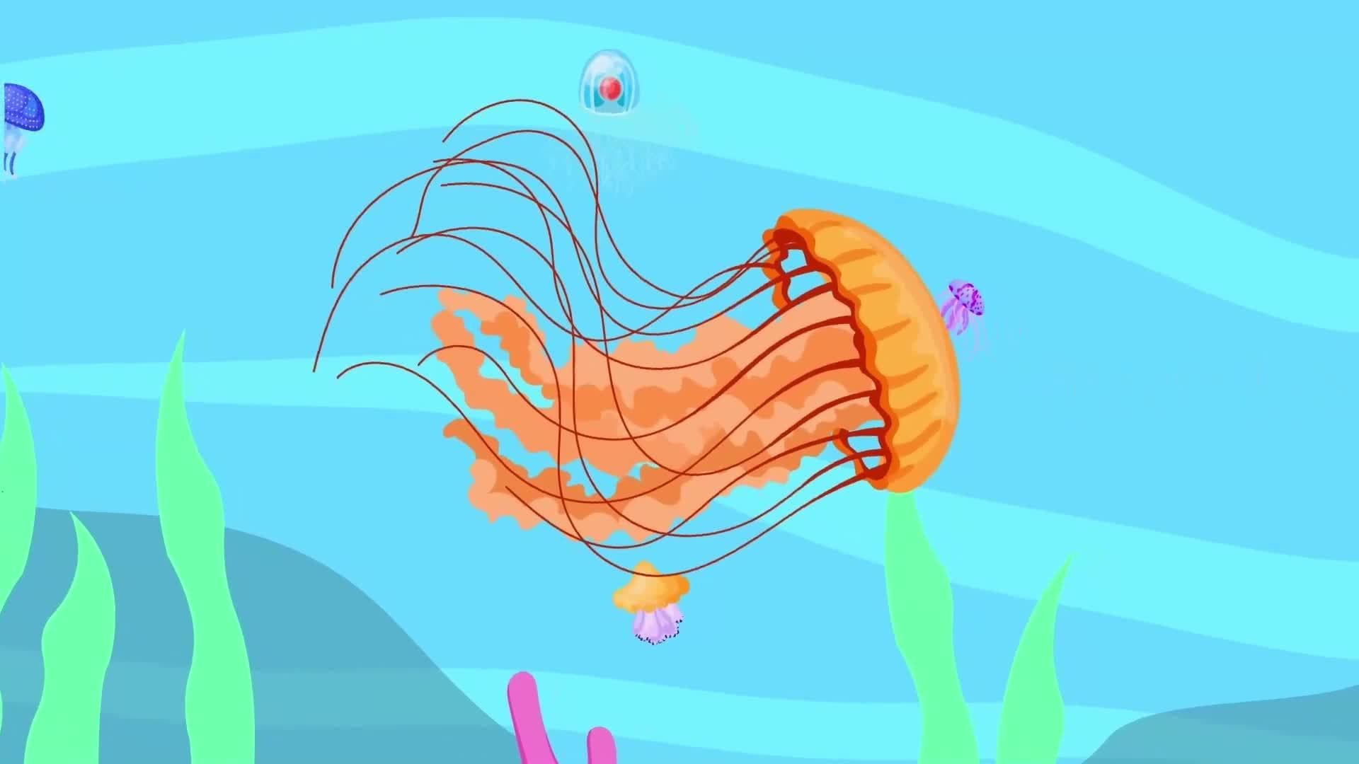 I WONDER - Where Do Invertebrates Live?