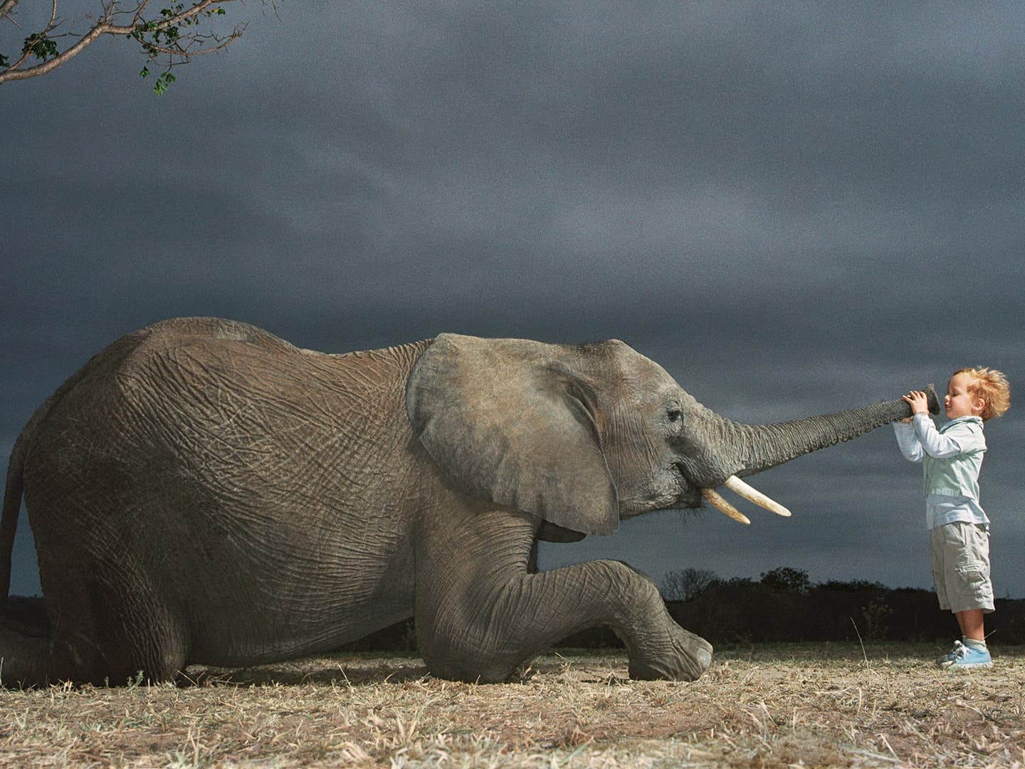 Embracing Individuality: The Story of Zeta the Zebra