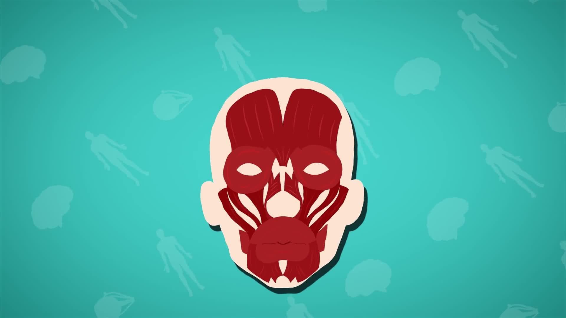 I WONDER - How Many Muscles Does It Take To Smile?