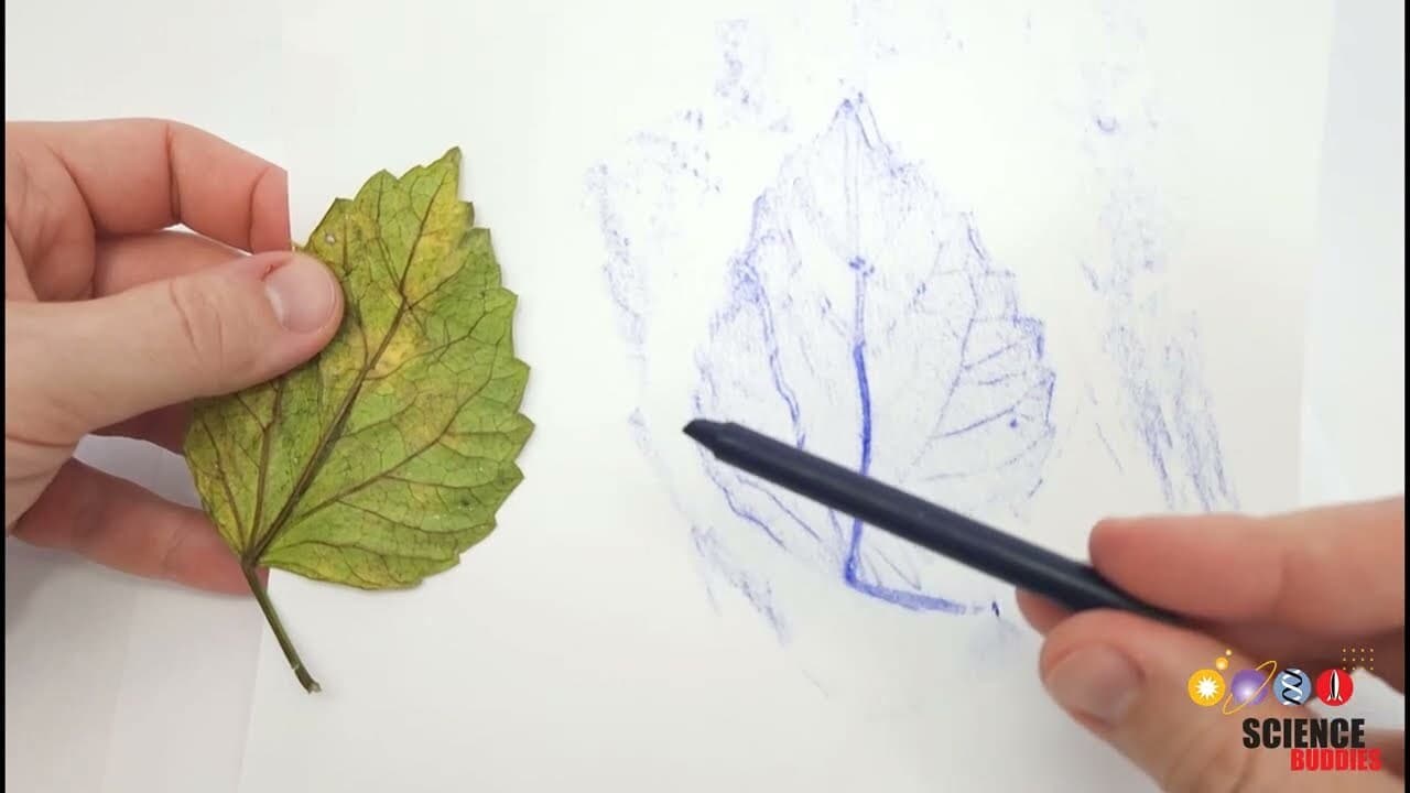 Crayon Leaf Rubbing
