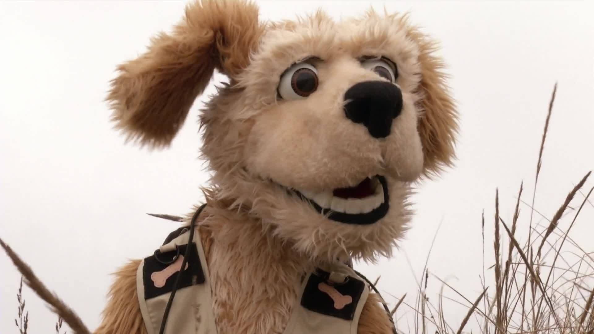 Animal Alphabet: A is for Armadillo