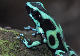Poison arrow frogs