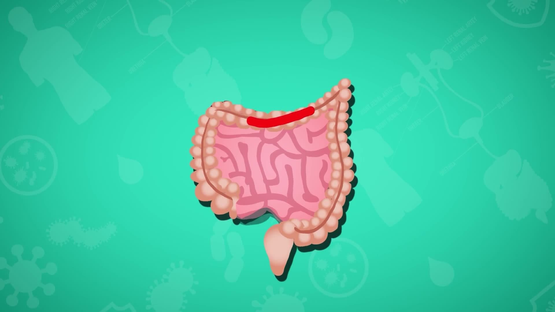 Five Facts - Intestines