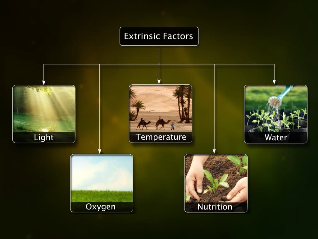 Plant Differentiation and Development