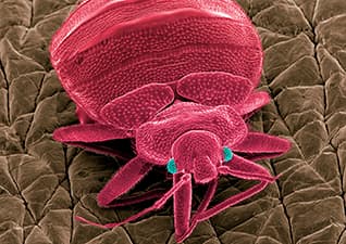 What is a microorganism?