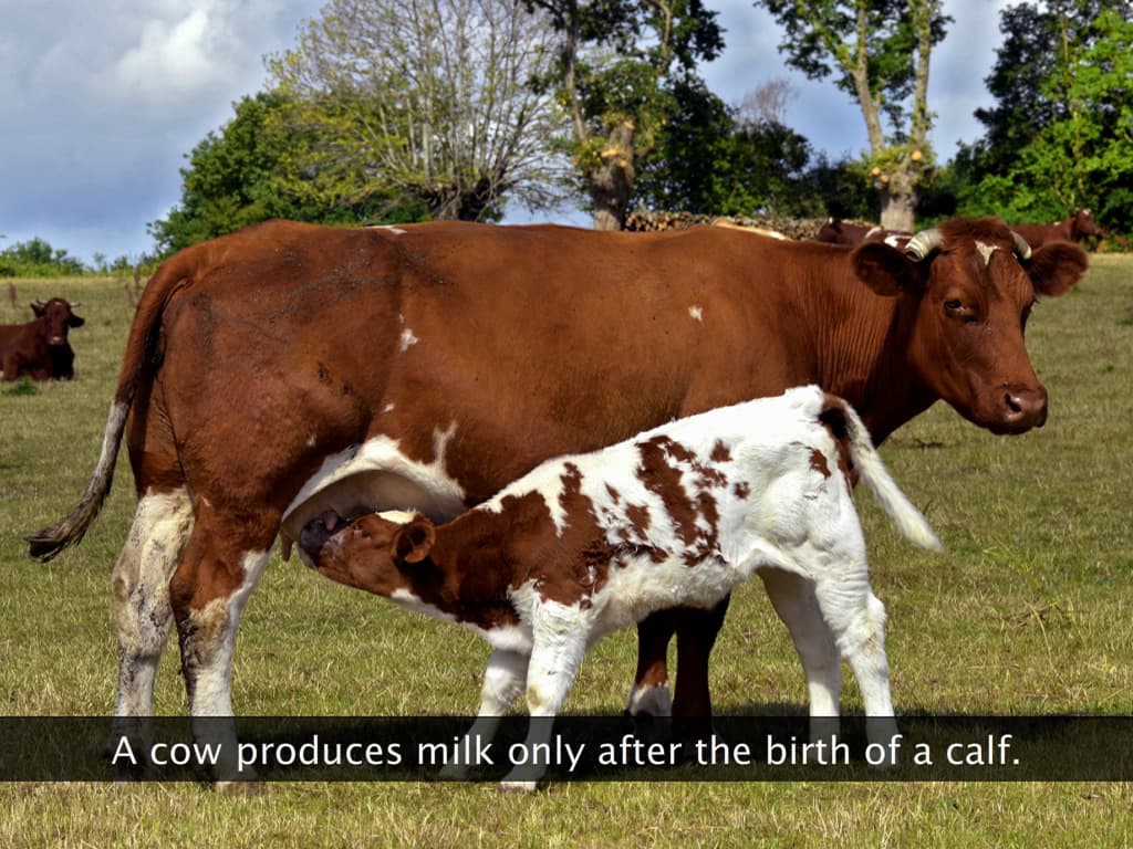 Dairy Farm Management