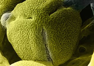 Germination - Seed Growth