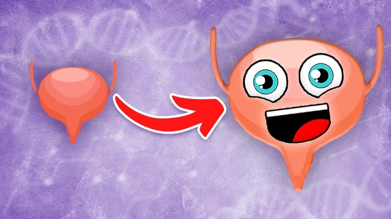 I am YOUR Bladder! | The Bladder Song | KLT Anatomy