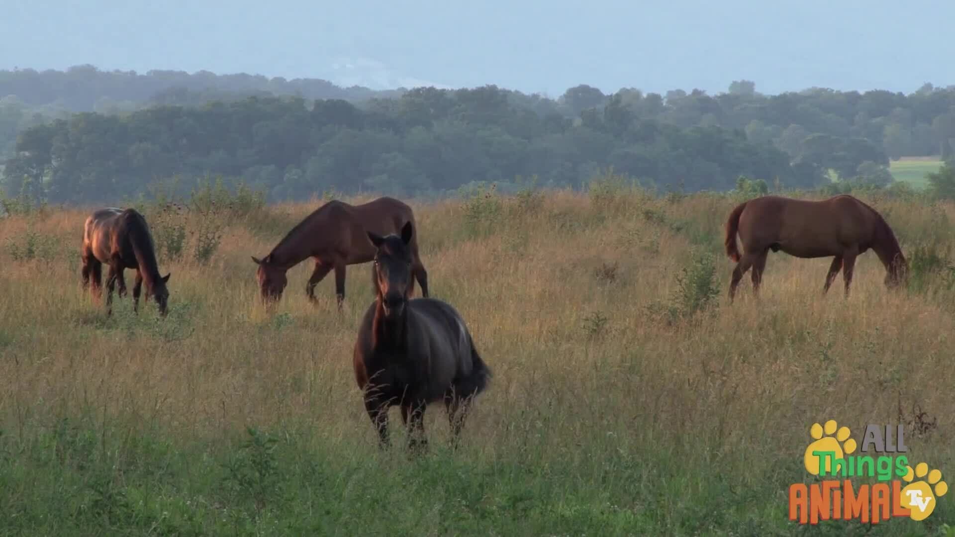Exploring the World of Horses: From the Wild to Domestication