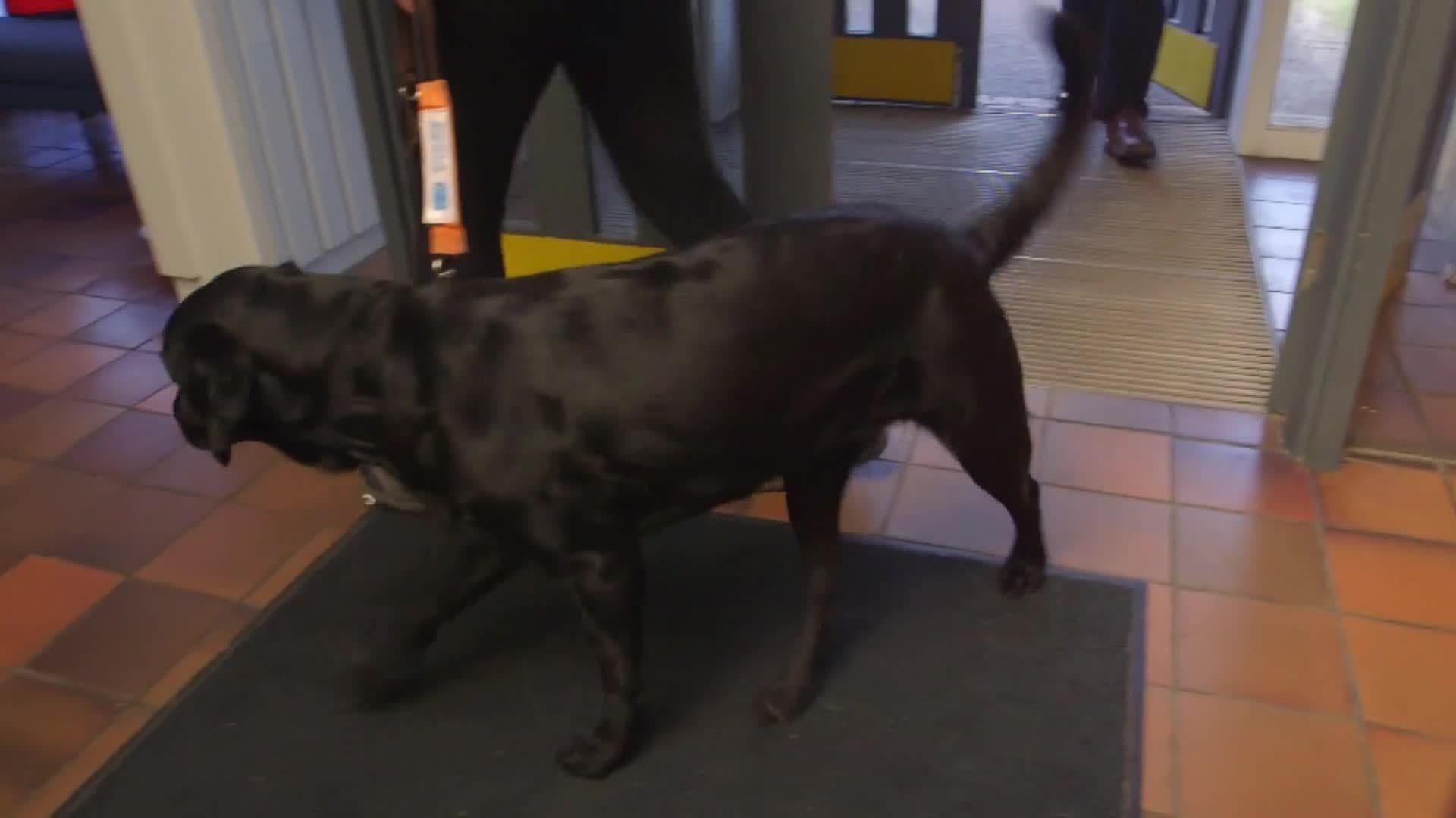 Guide Dogs for the Blind Association: Training the Most Dogs for a Life of Service