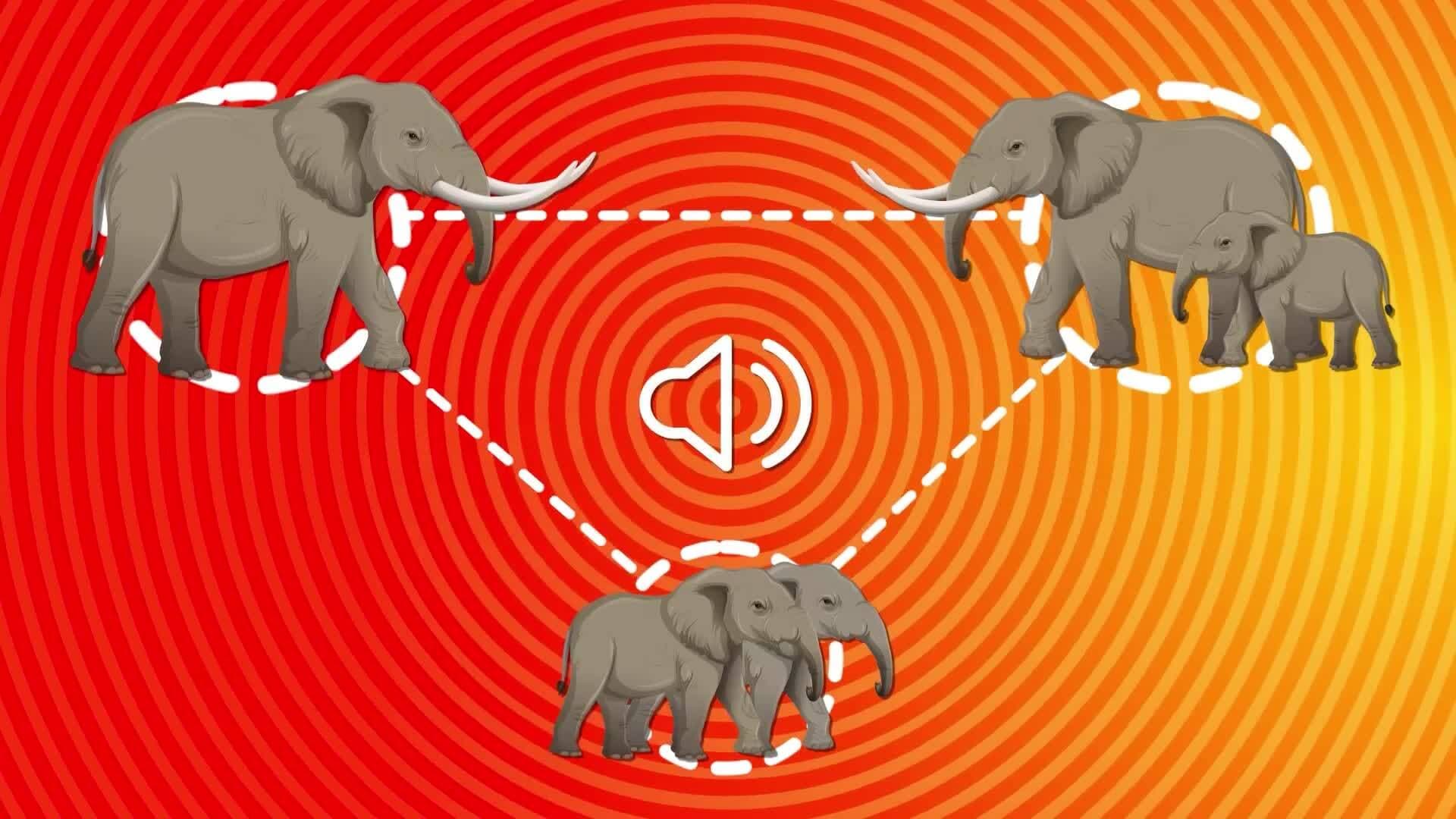I WONDER - How Do Elephants Communicate?