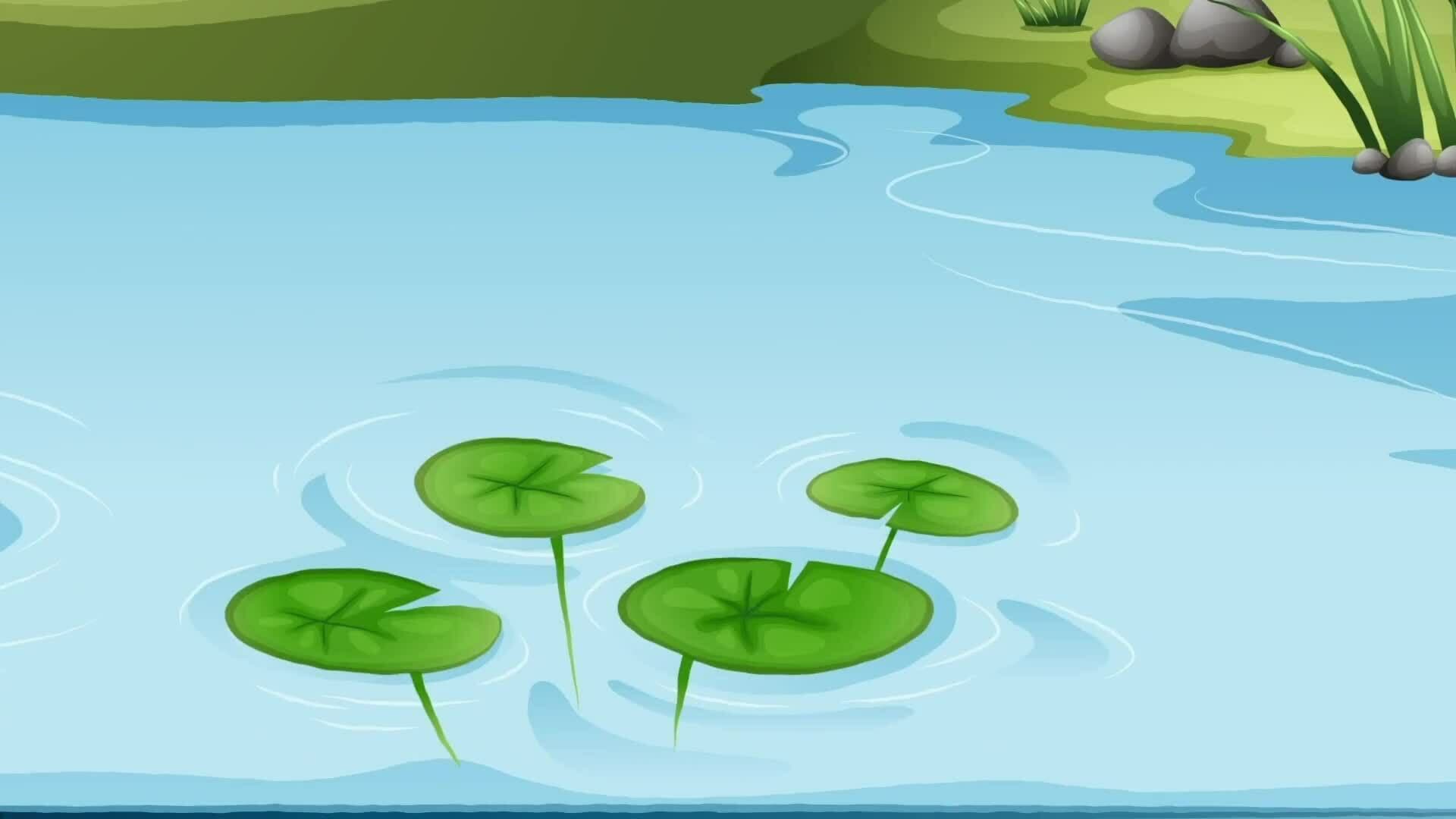 I WONDER - What Are Aquatic Plants?